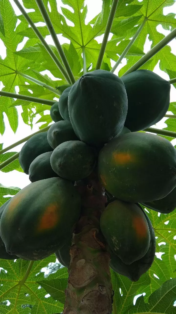 Papaya Benefits : దీన్ని తింటే అన్ని సమస్యలు సెట్.. మహిళలకు ఇదో ఒక వరం