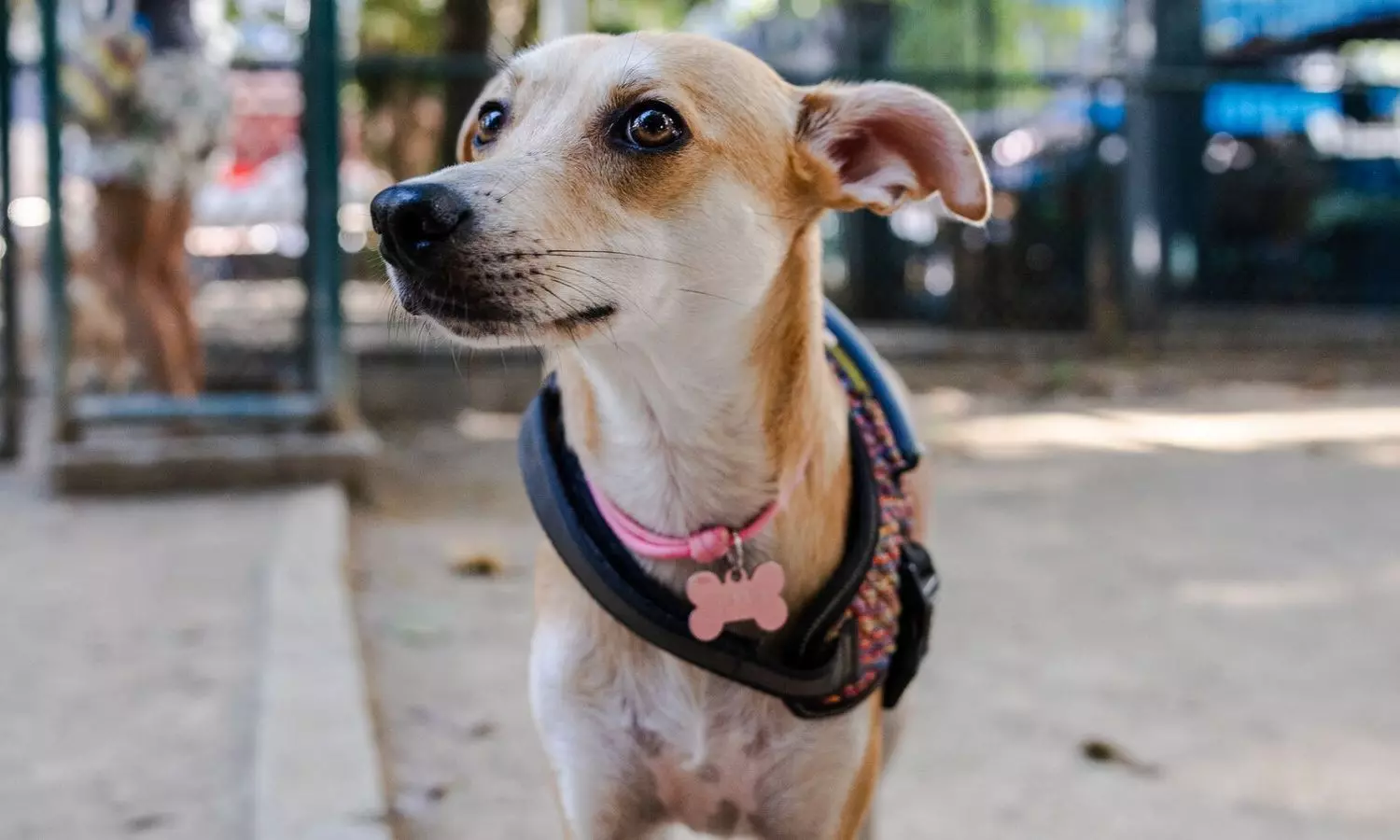Street Dog