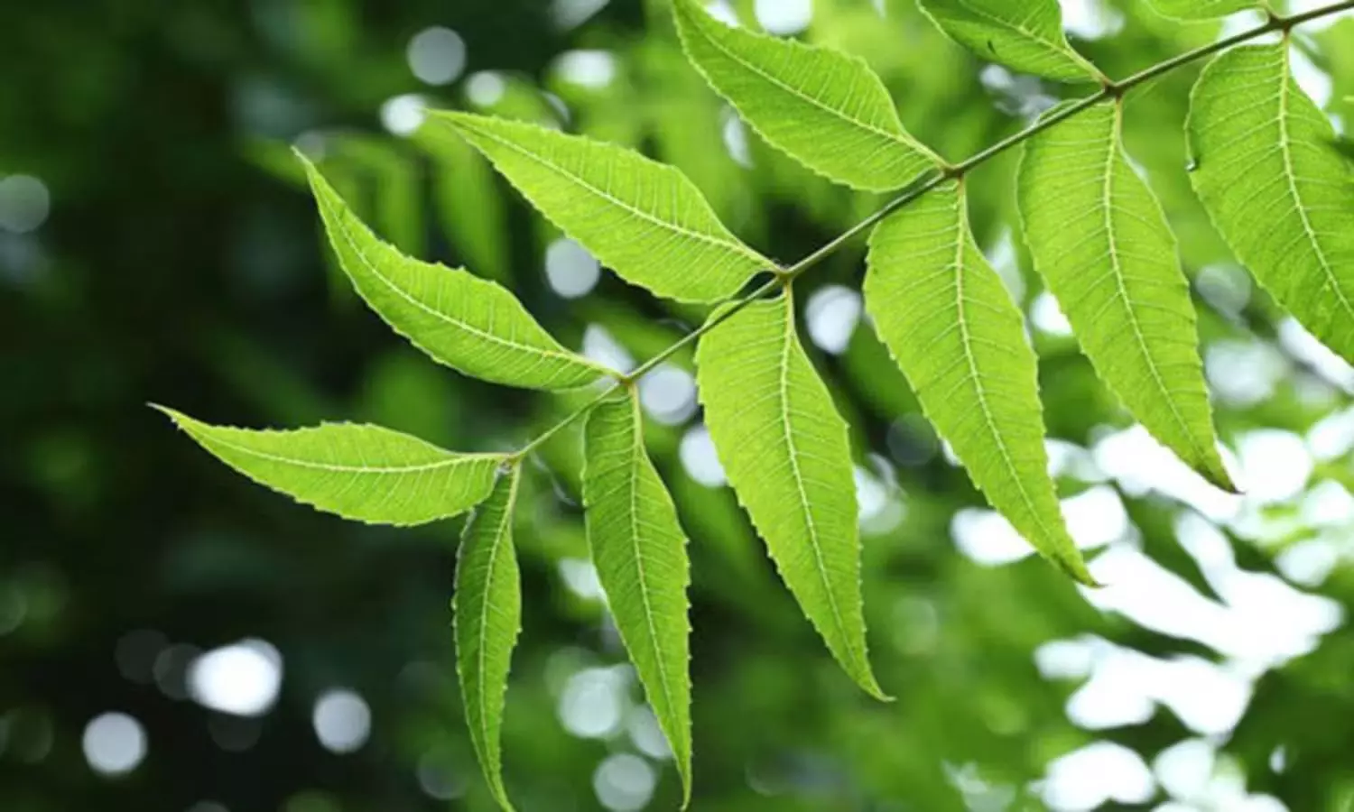 Neem Leaves