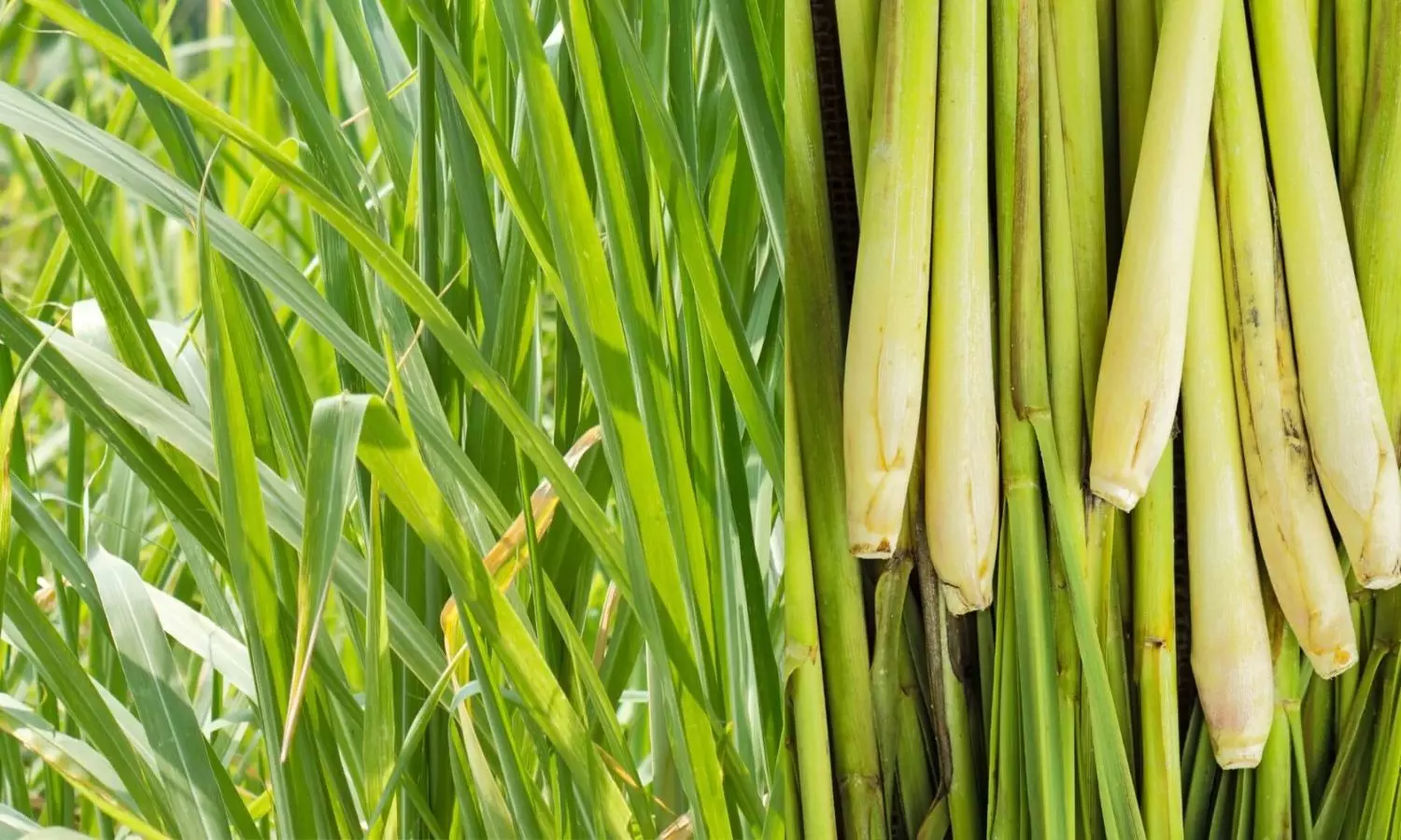 Lemon grass
