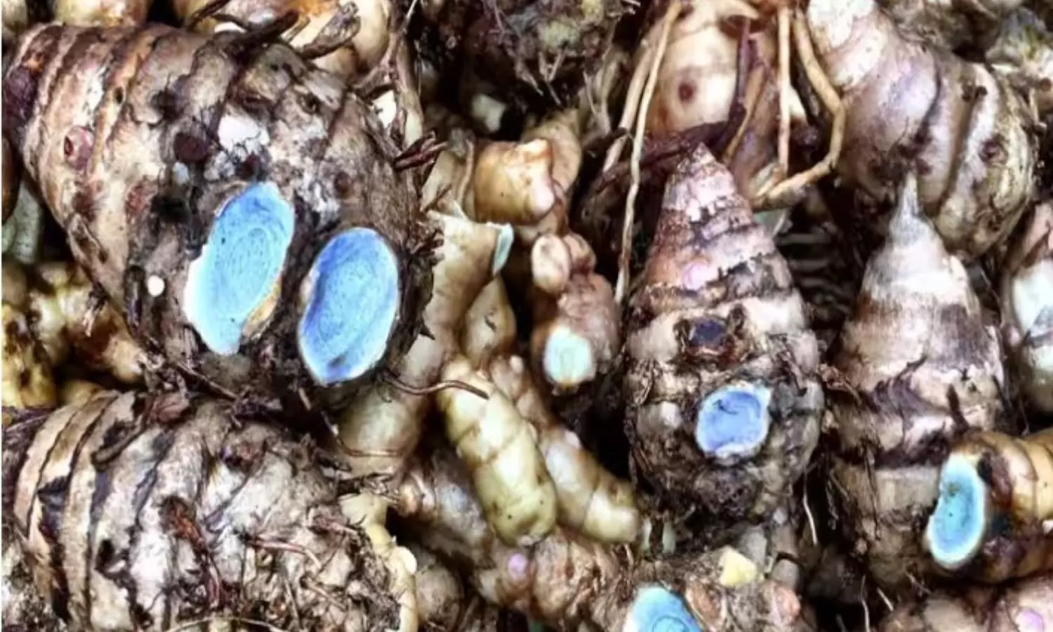Black Turmeric