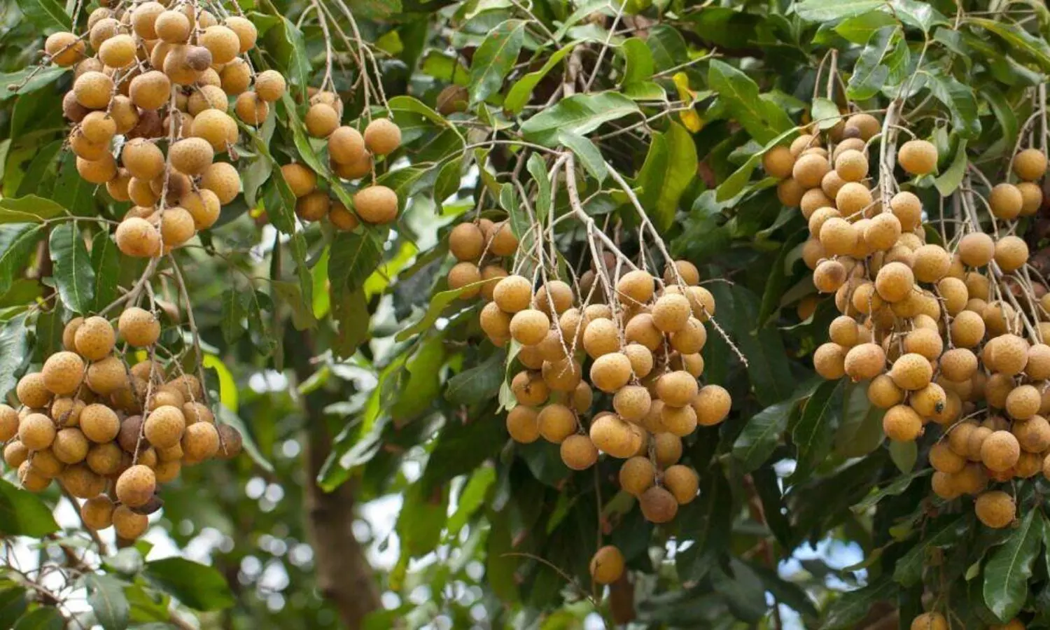Longan fruit