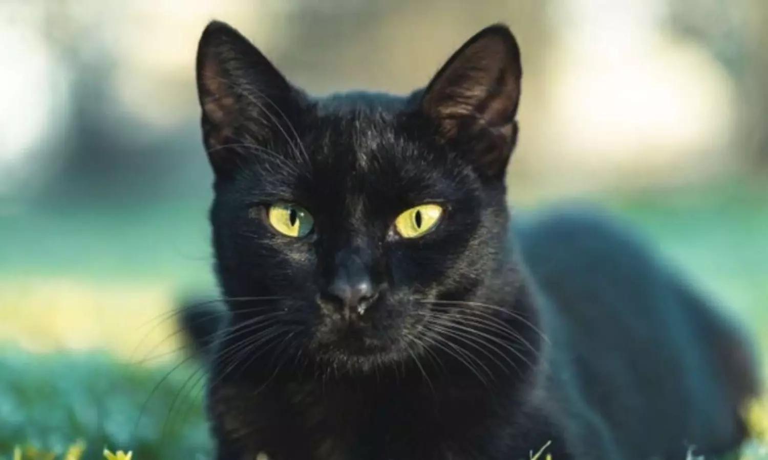 Black Cat Black Cat
