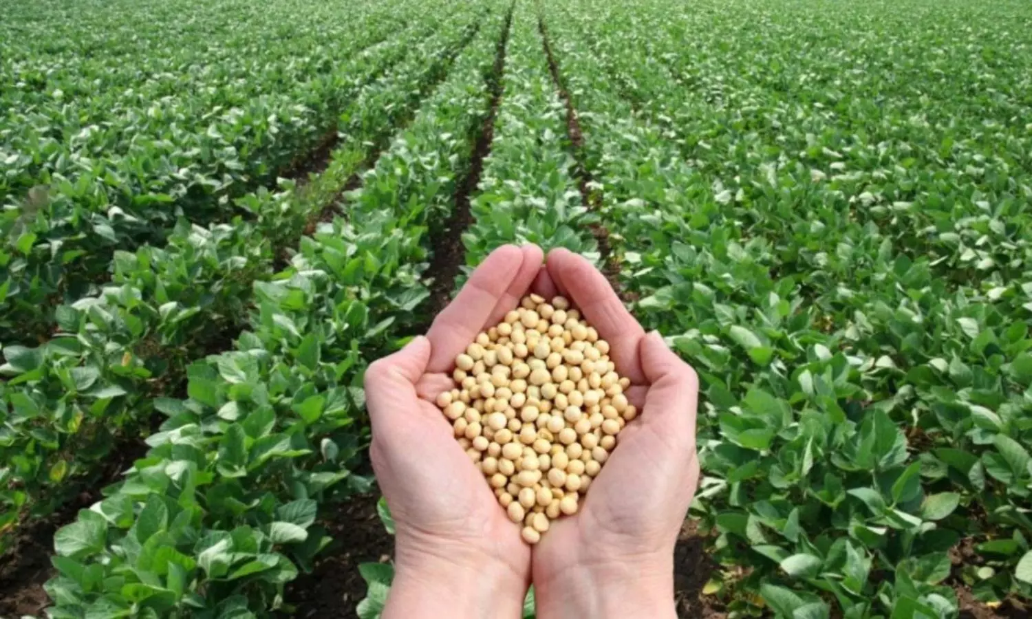 Farming Farming