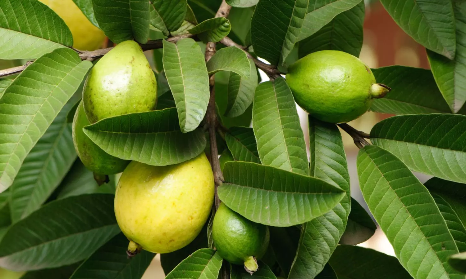 Guava Leaves Guava Leaves