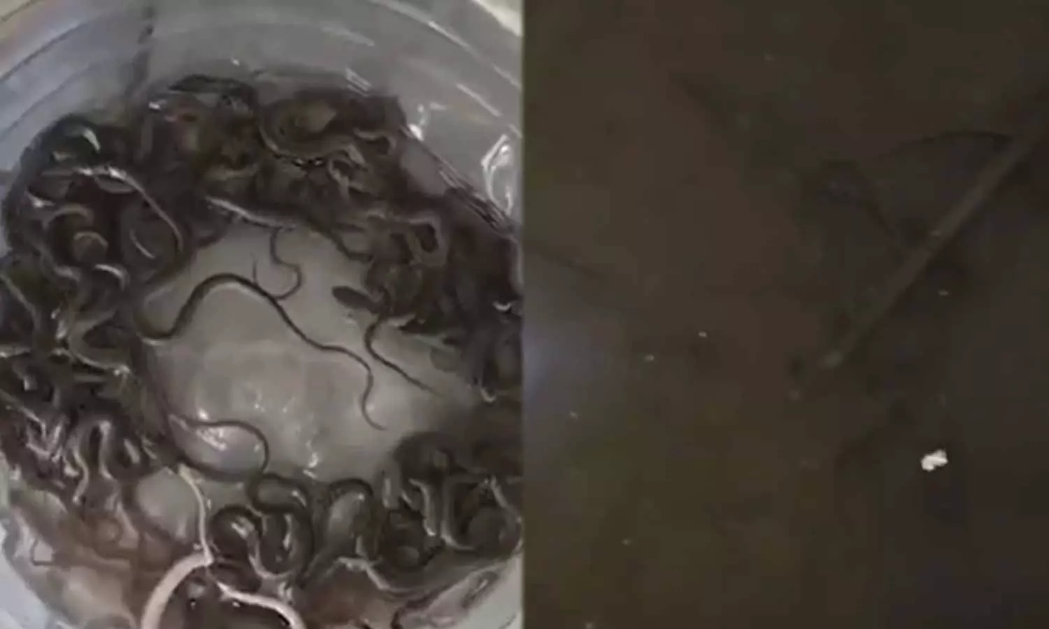 Shocking Viral Video: 27 Baby Snakes Found in Haridwar Water Tank