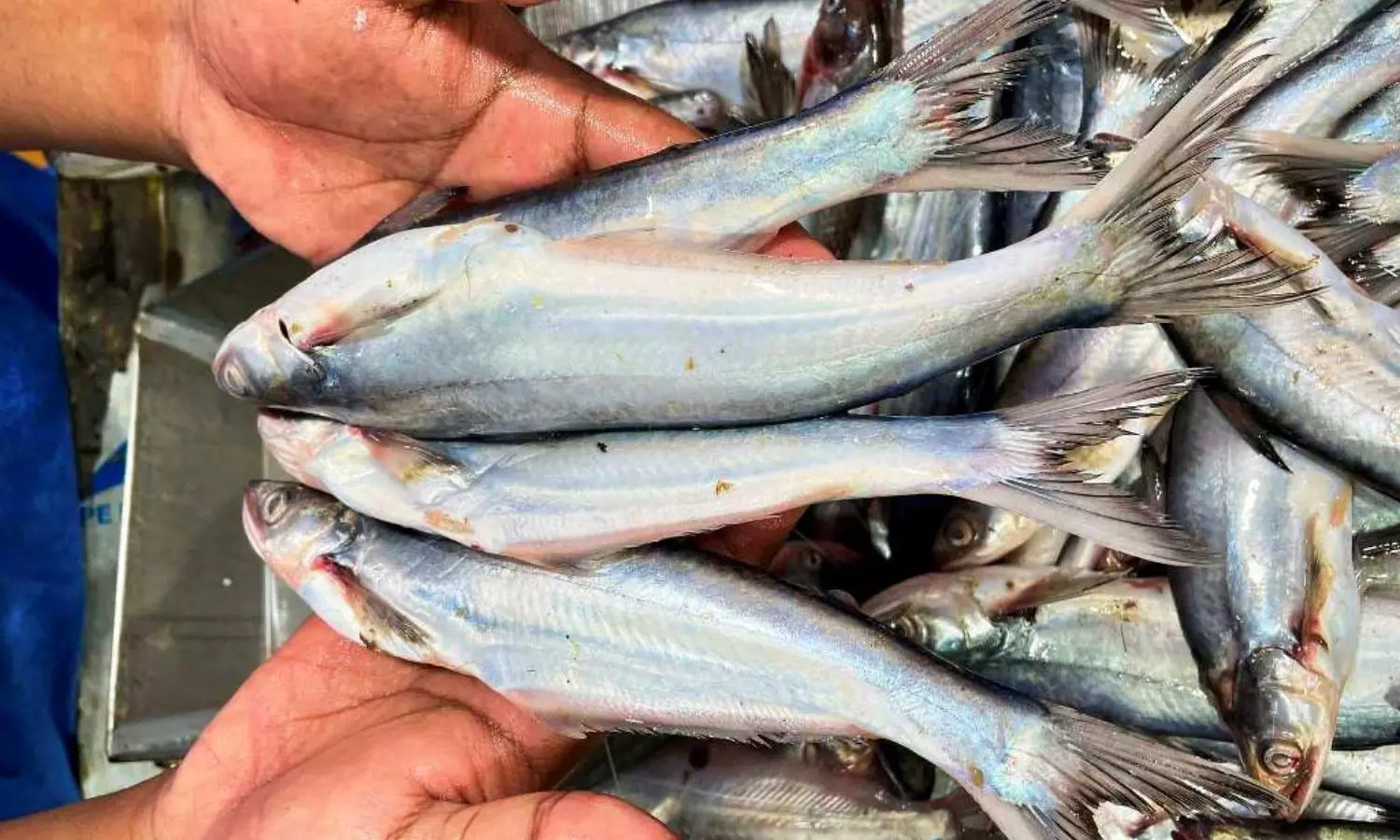 Fish Fish