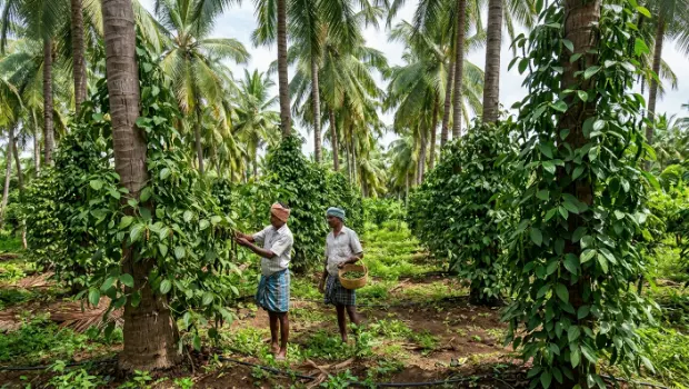 తోటల్లో అంతర పంటగా మిరియాలు.. తక్కువ శ్రమతో ఎక్కువ ఆదాయం! తోటల్లో అంతర పంటగా మిరియాలు.. తక్కువ శ్రమతో ఎక్కువ ఆదాయం!