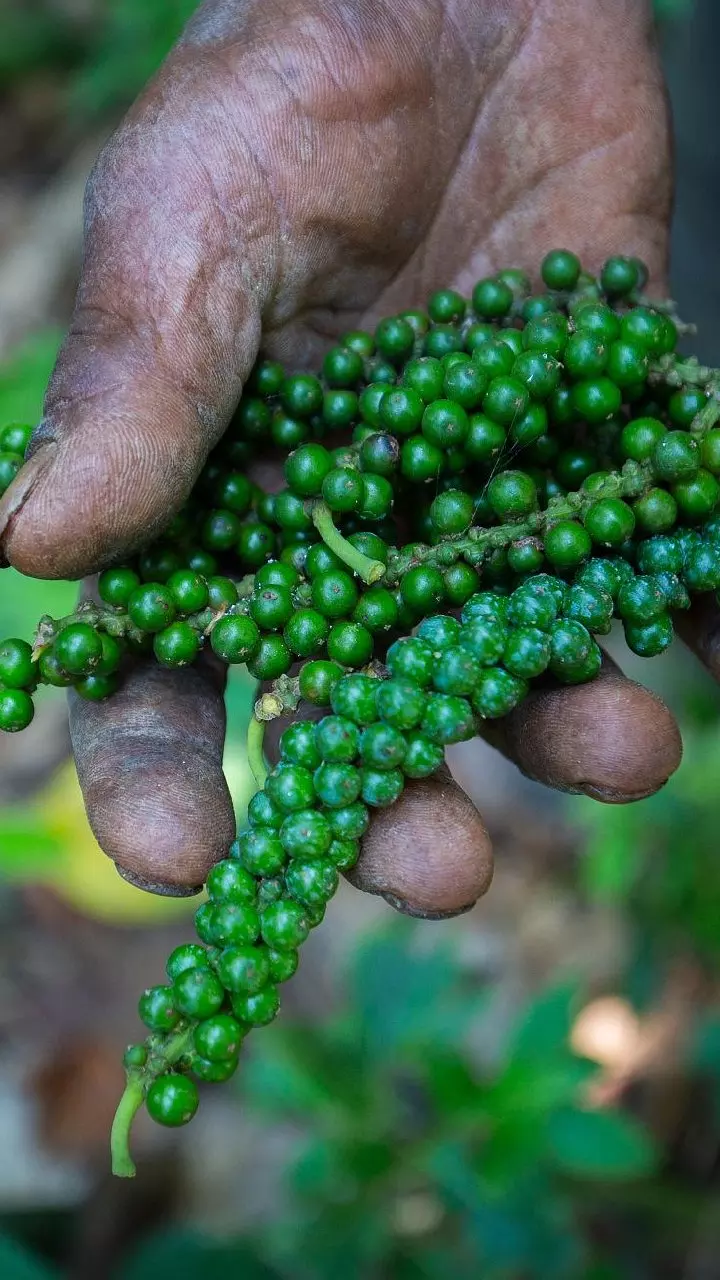 Black Pepper : రోజూ మిరియాలు తింటే కలిగే అద్భుత ప్రయోజనాలు ఇవే Black Pepper : రోజూ మిరియాలు తింటే కలిగే అద్భుత ప్రయోజనాలు ఇవే