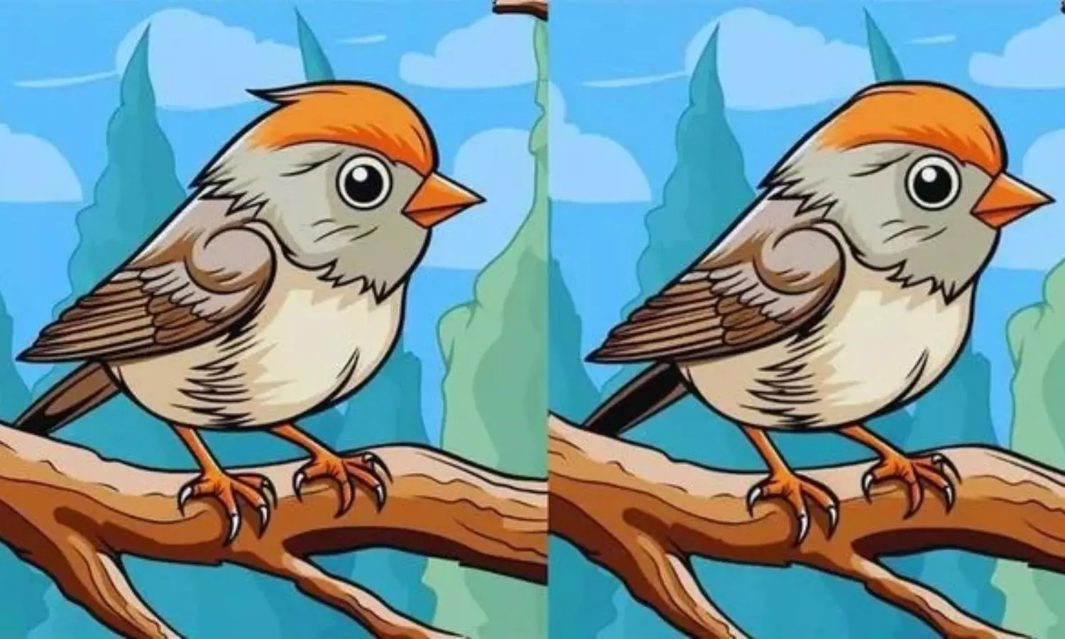 Sparrow Puzzle Sparrow Puzzle
