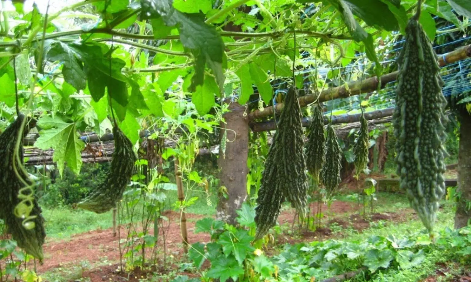 Pandiri Kakara Sagu Pandiri Kakara Sagu