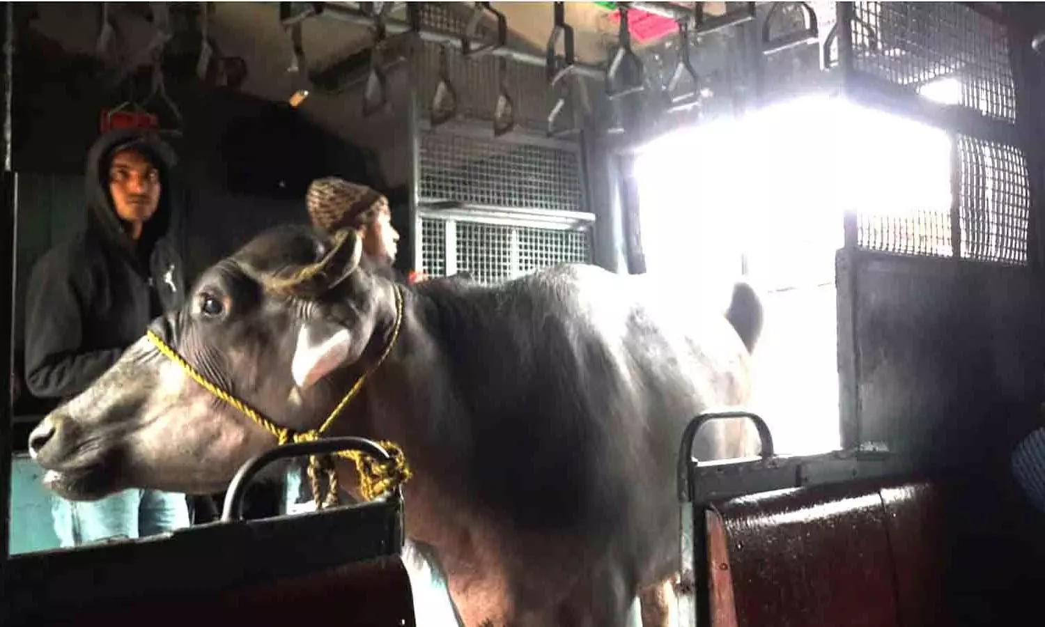 Buffalo Buffalo