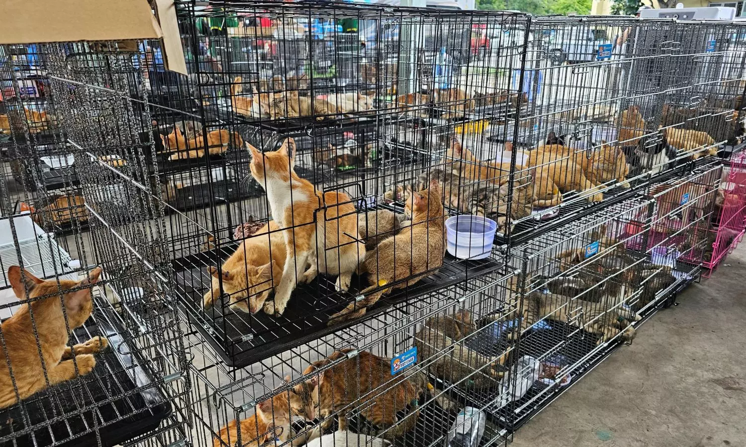 Vietnam Cat Trafficking: వియాత్నంలో పిల్లుల అక్రమ రవాణా...అసలు విషయం తెలిస్తే అవాక్కవుతారు