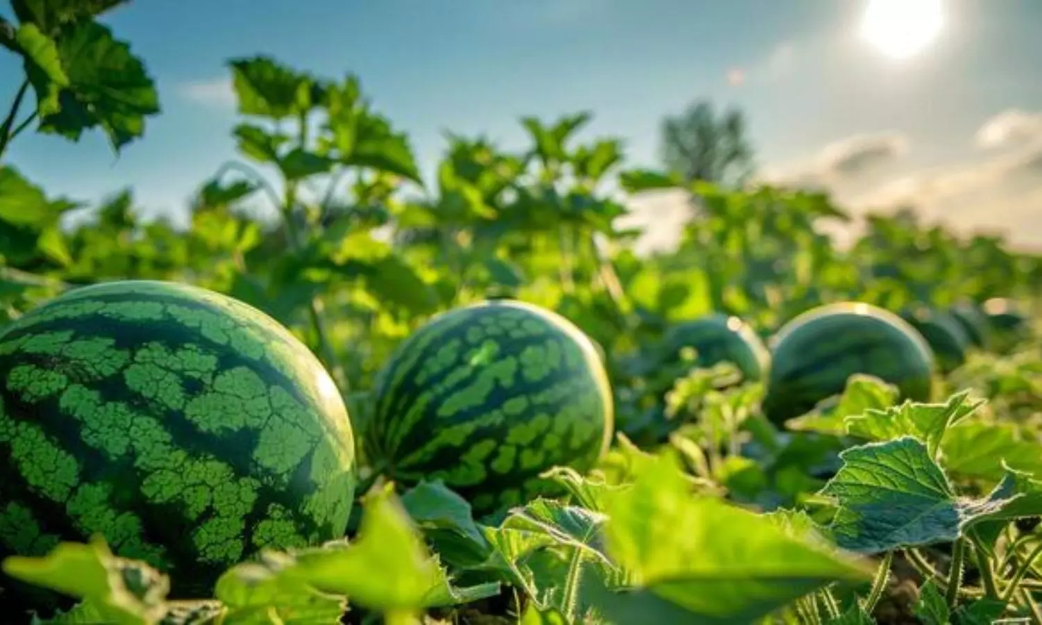 Farmer Success Story