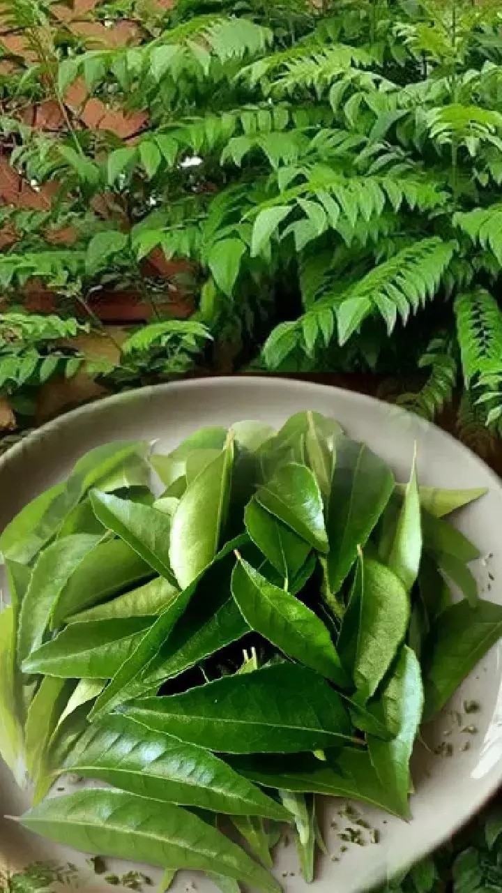 Curry Leaves : పొట్ట చుట్టూ కొవ్వు ఐస్లా కరగాలా? ఉదయాన్నే కరివేపాకును ఇలా తీసుకోండి Curry Leaves : పొట్ట చుట్టూ కొవ్వు ఐస్లా కరగాలా? ఉదయాన్నే కరివేపాకును ఇలా తీసుకోండి