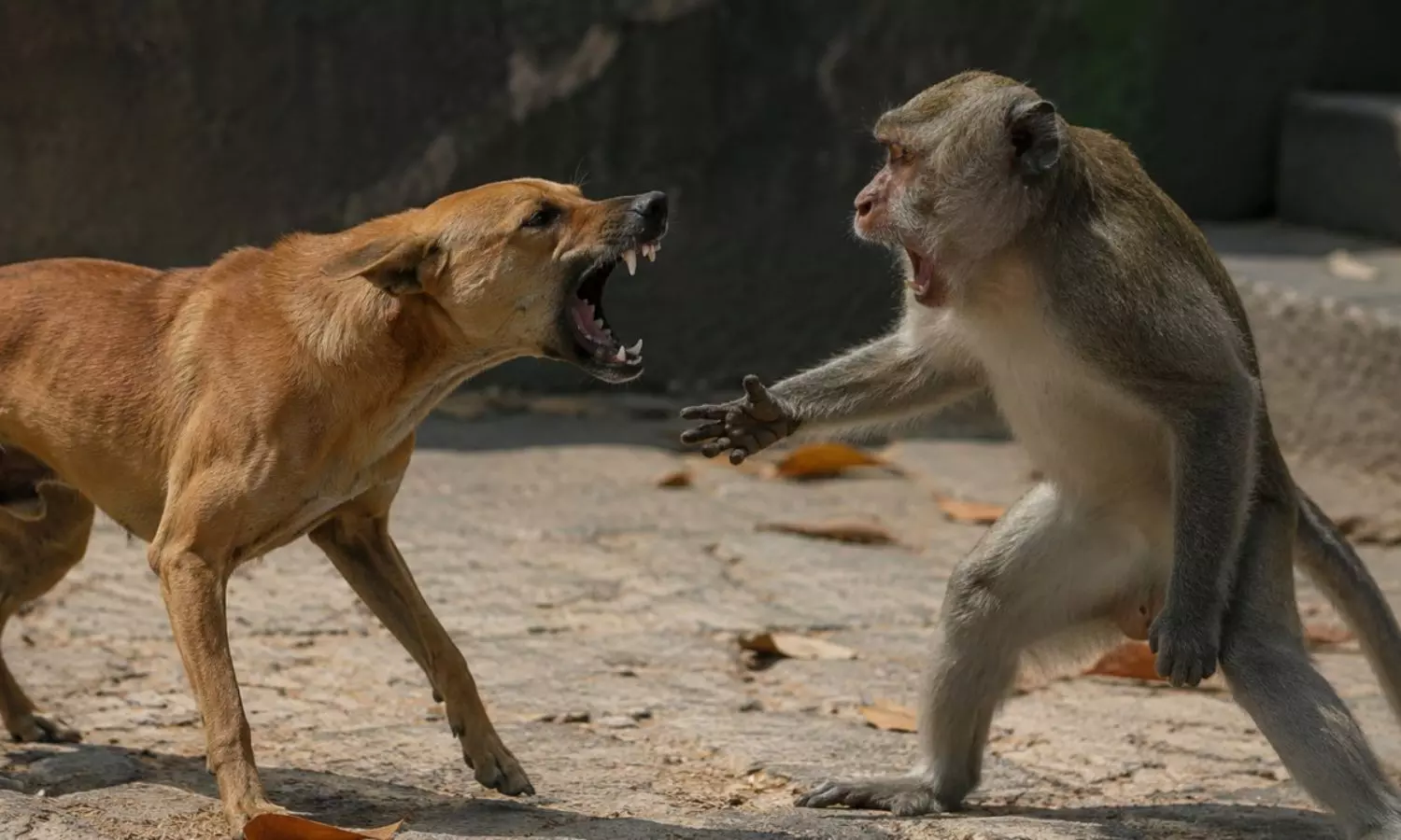 Dog vs Monkey Dog vs Monkey