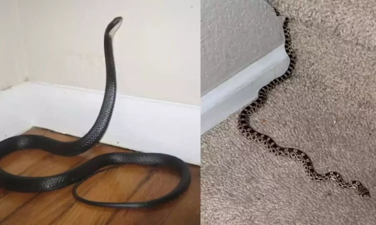 Snakes Prevention