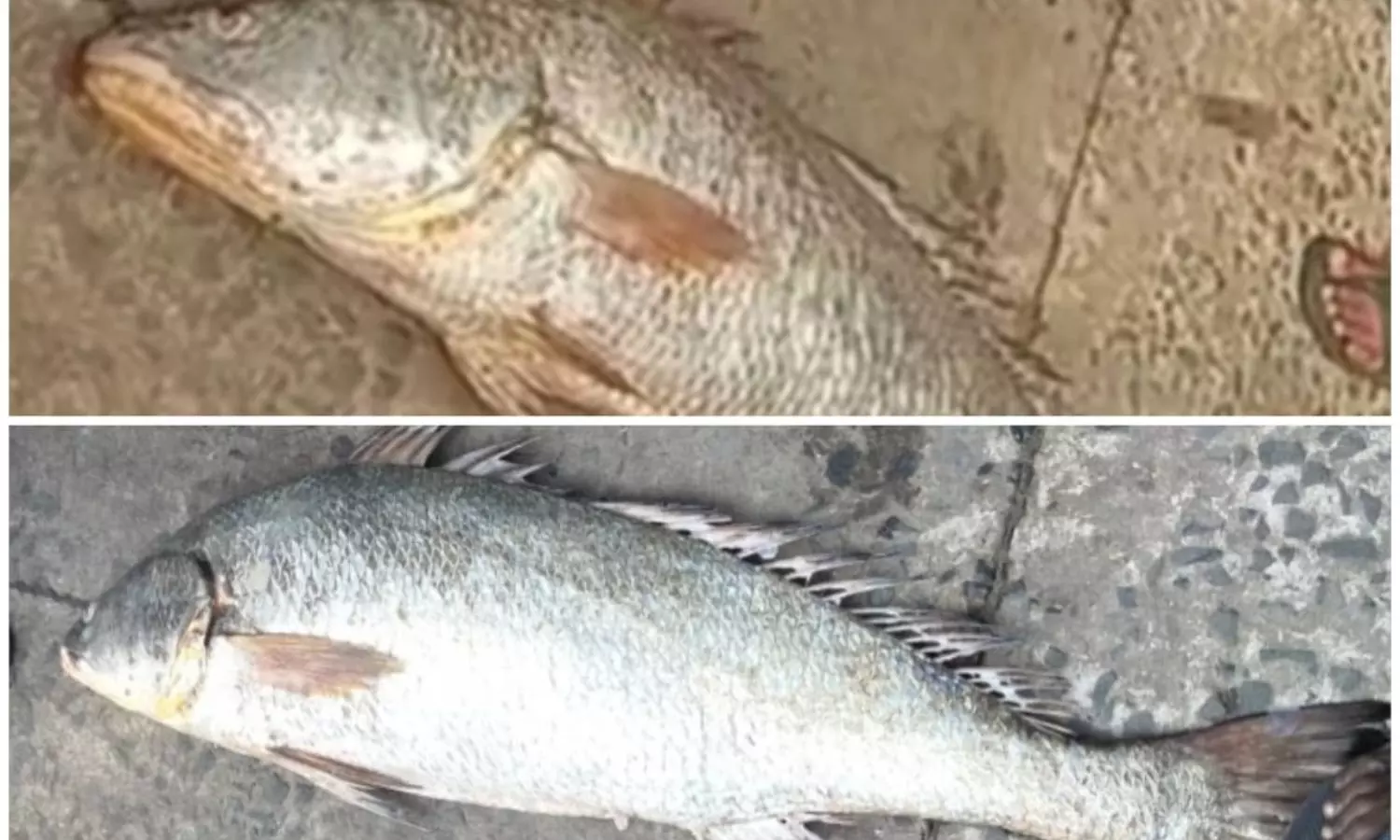 Antarvedi