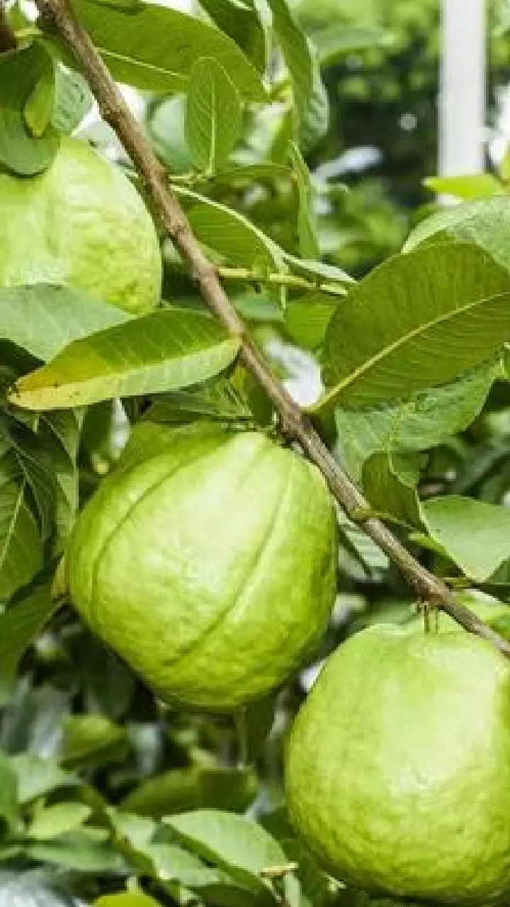 Guava : జామకాయ తిన్న వెంటనే పొరపాటున కూడా ఈ 4 వస్తువులు తినకండి