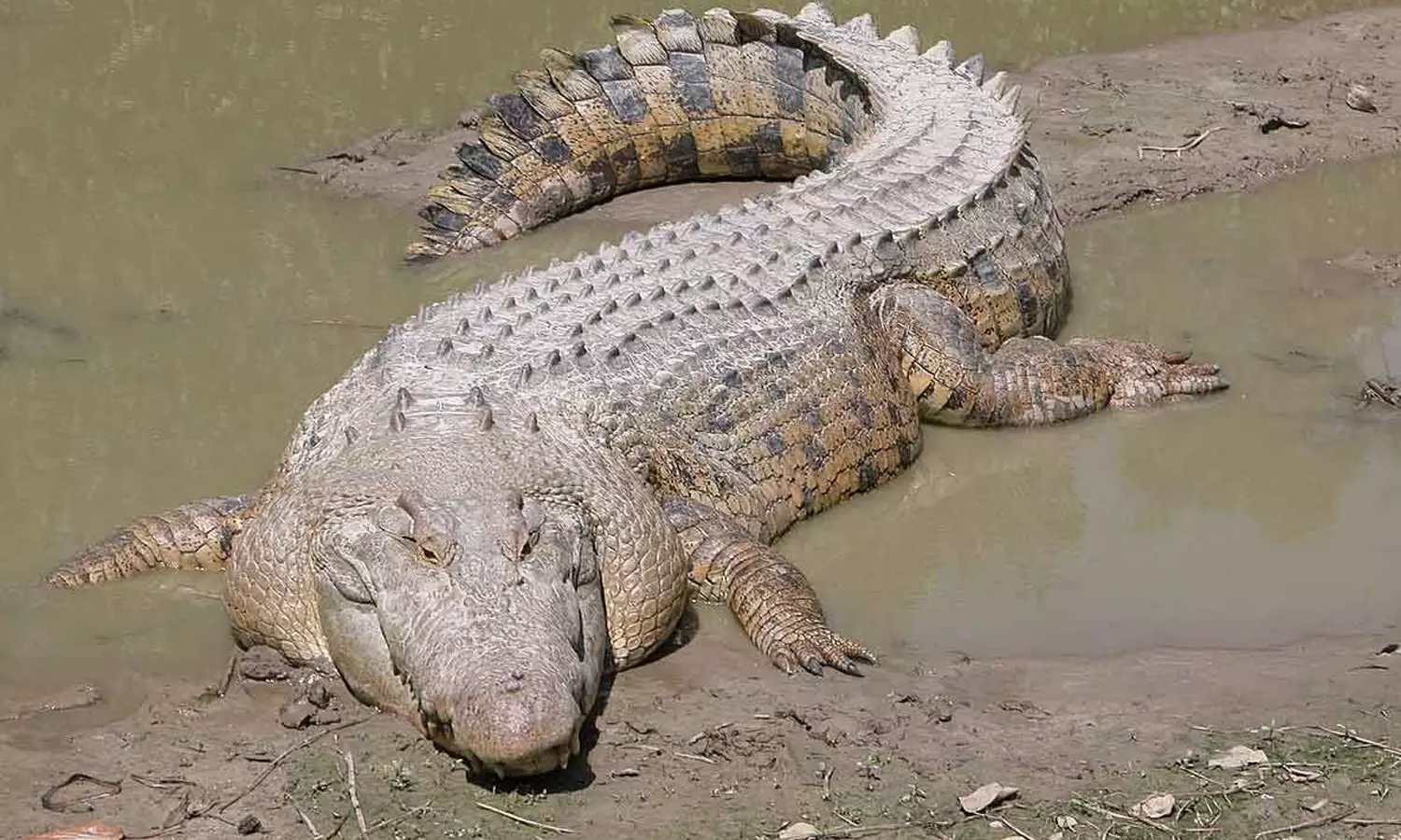 crocodile crocodile