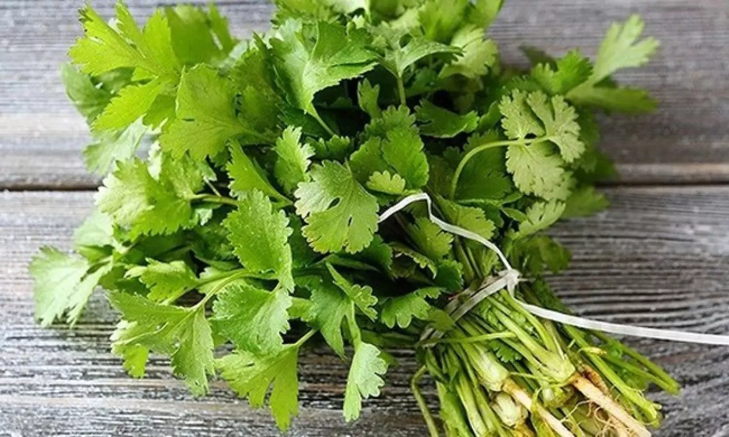 Coriander Health Benefits