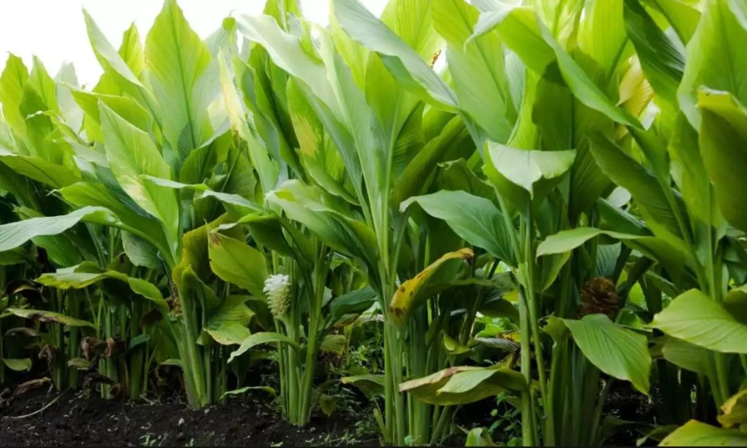 Monsoon Farming