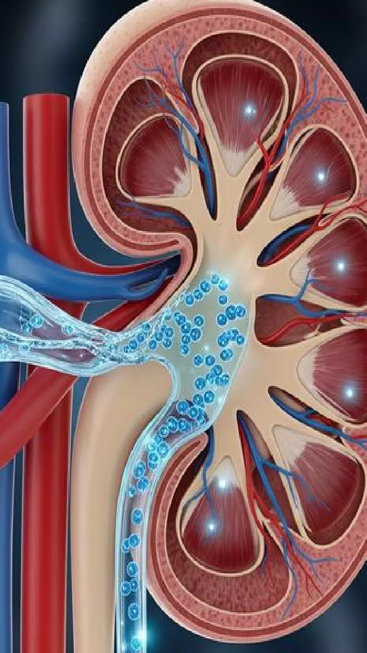 Kidney Health : కిడ్నీలు పదిలంగా ఉండాలంటే ఈ 10 సూత్రాలు తప్పక పాటించండి