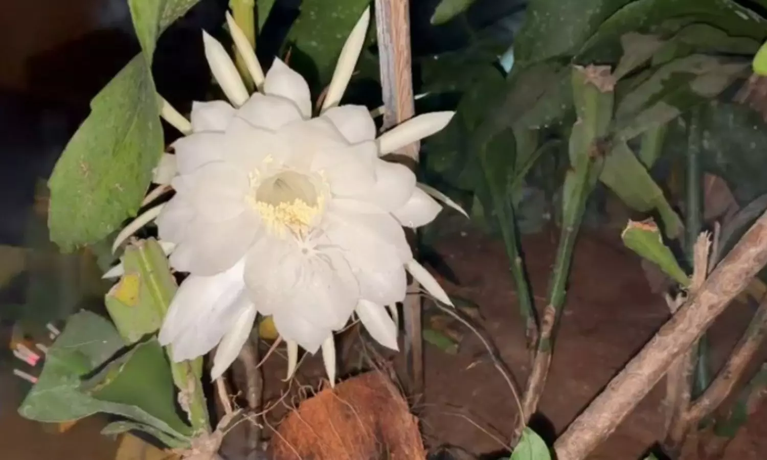 Sungavarapukota