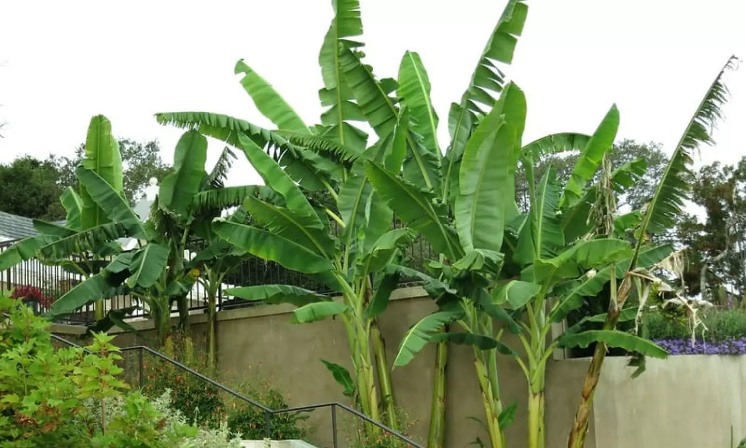 Banana Tree Vastu: అరటి చెట్టు గురించి మన పెద్దలు చెప్పిన అద్భుత రహస్యం...ఇంట్లో పెంచేవారికోసమే ప్రత్యేకం
