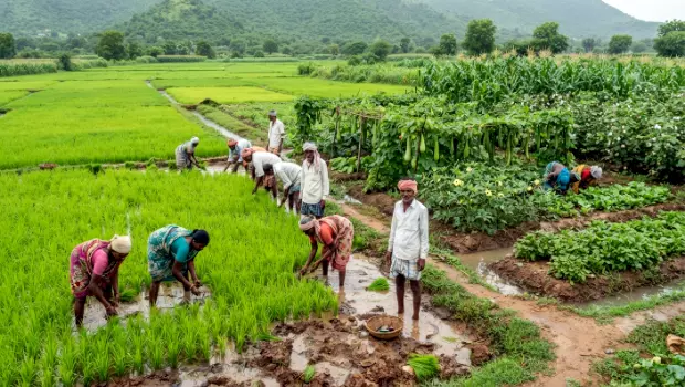 జూలై నెలలో సాగుకు ఉత్తమ పంటలు: రైతులకు కీలక సూచనలు!