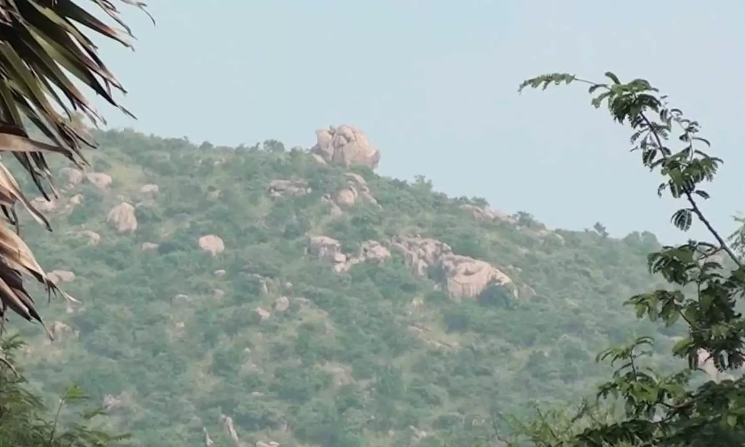 Arunachala Girivalam: అరుణాచలం గిరి ప్రదక్షిణలో ఇలా నందీశ్వరుడు కనిపించాడా... మీకన్నా అదృష్టవంతులు ఎవరుండరు