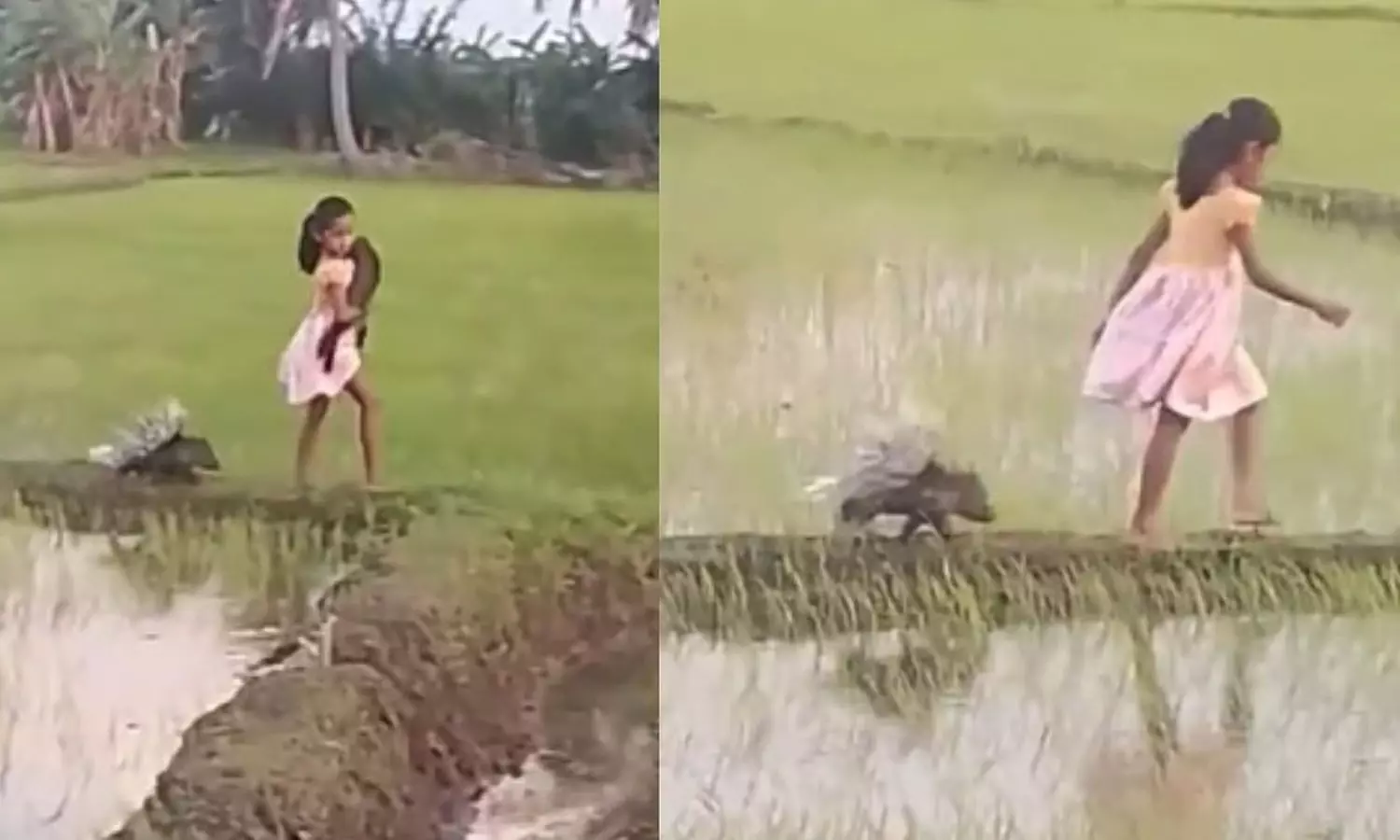 Viral Video