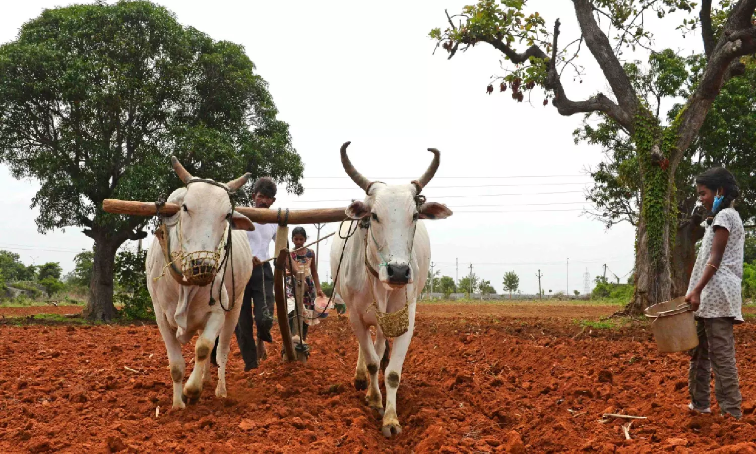Telangana Farmers