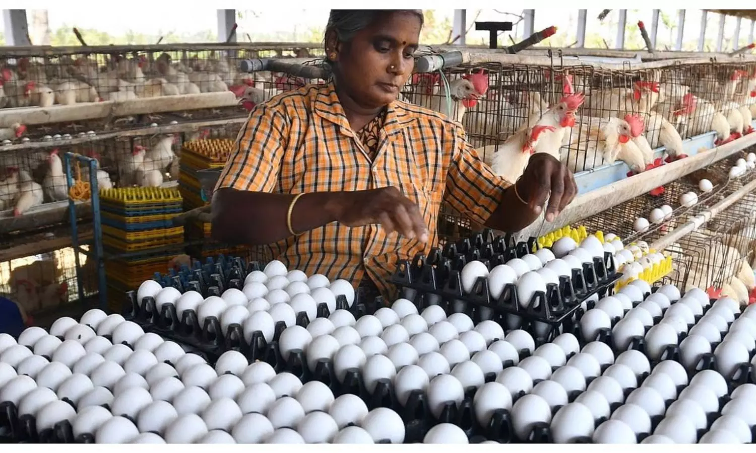 Egg Prices
