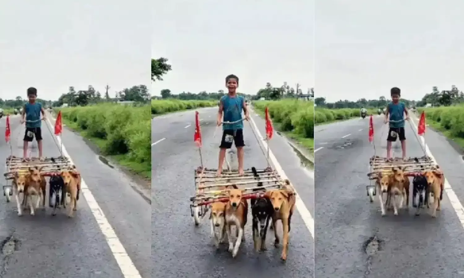 Dog Cart Ride Dog Cart Ride