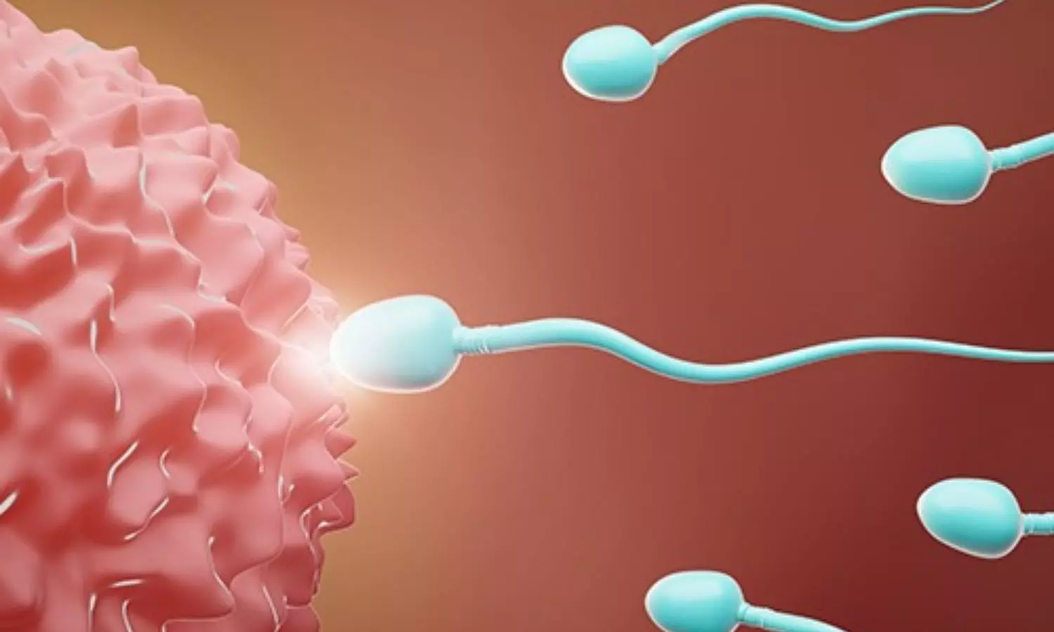 Male Fertility Male Fertility