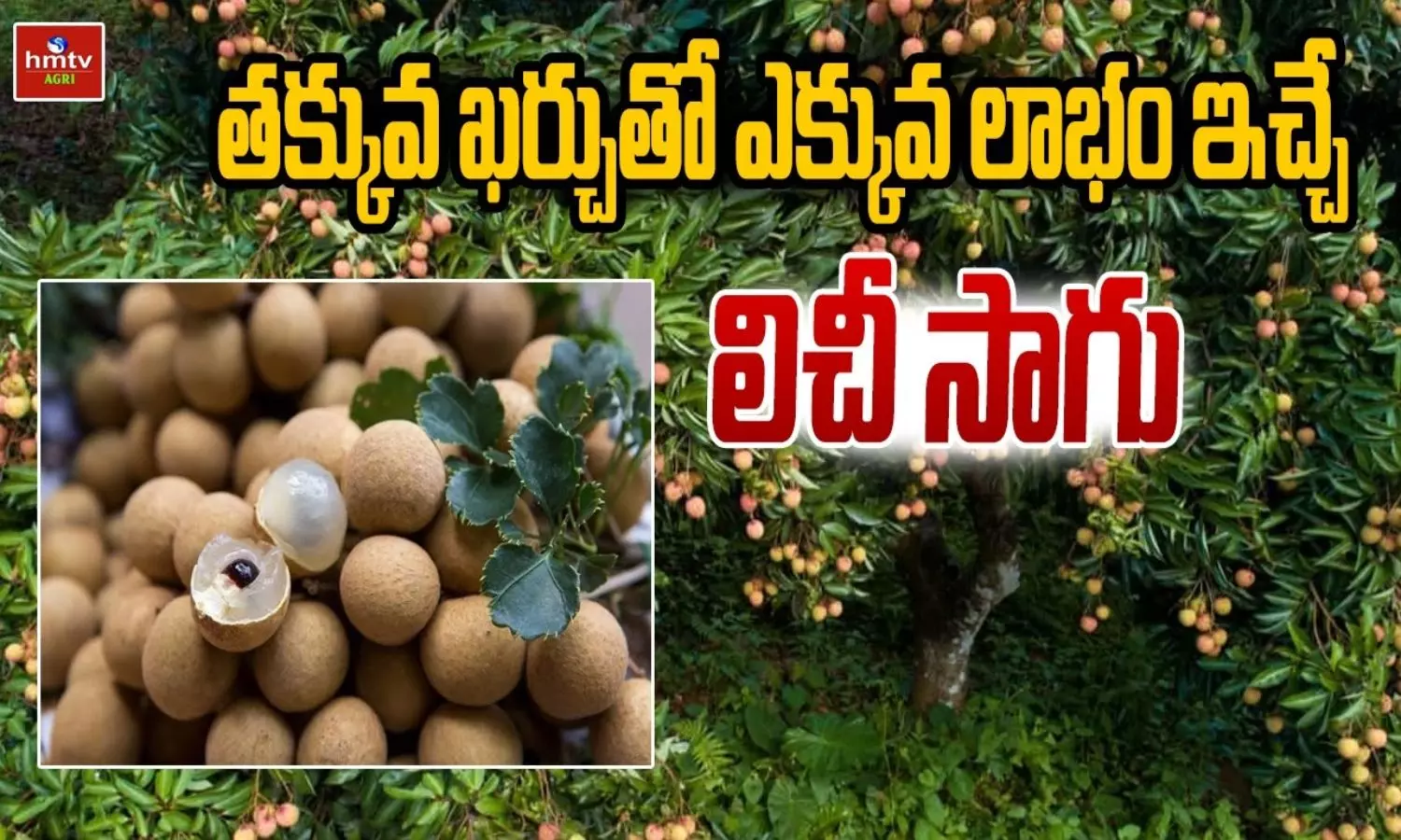 Litchi Fruit Farming Litchi Fruit Farming