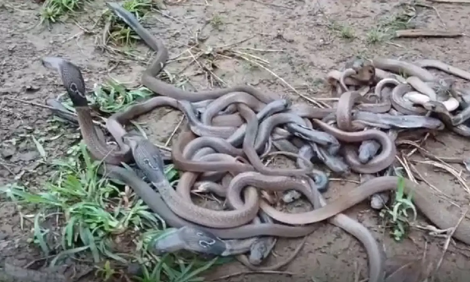 Snake Rescue
