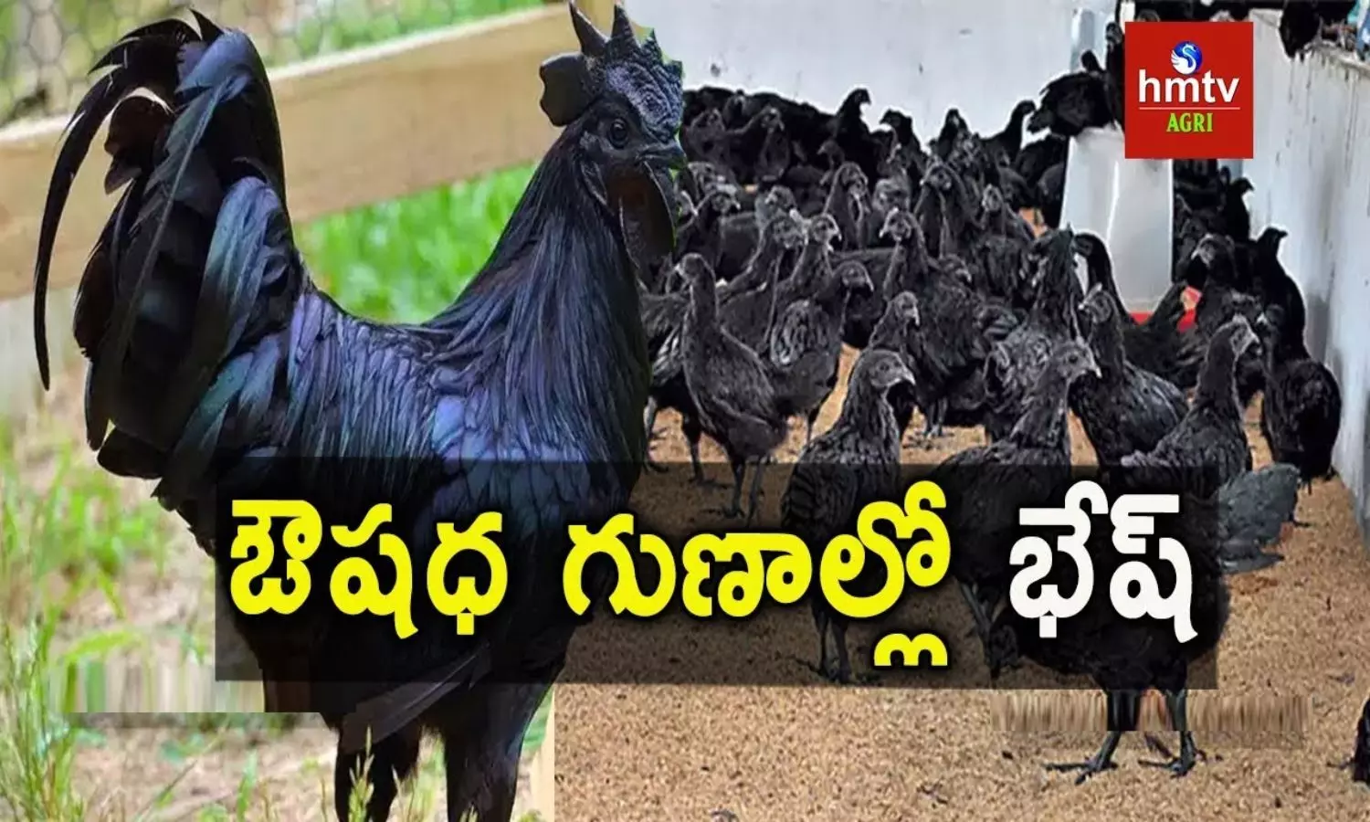 Kadaknath