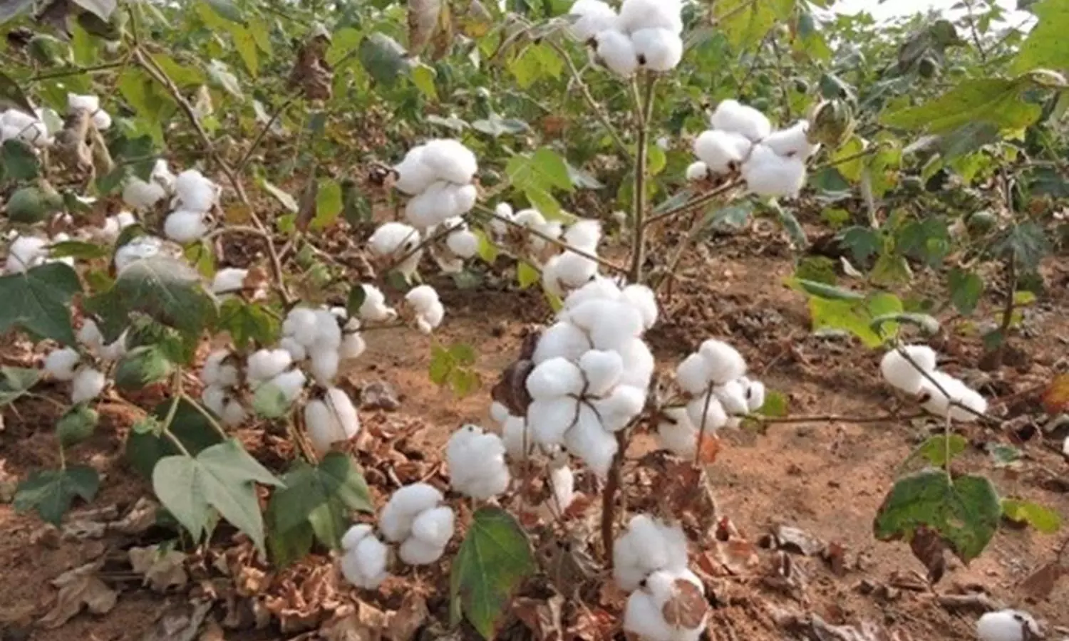 Cotton Cultivation: