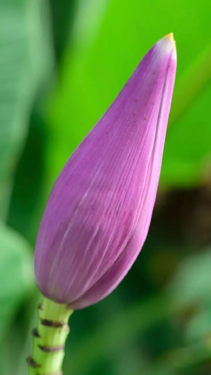 Banana Flower : షుగర్ పేషెంట్లకు సంజీవని.. వారానికోసారి ఈ పువ్వు తింటే ఎన్ని లాభాలో ? Banana Flower : షుగర్ పేషెంట్లకు సంజీవని.. వారానికోసారి ఈ పువ్వు తింటే ఎన్ని లాభాలో ?