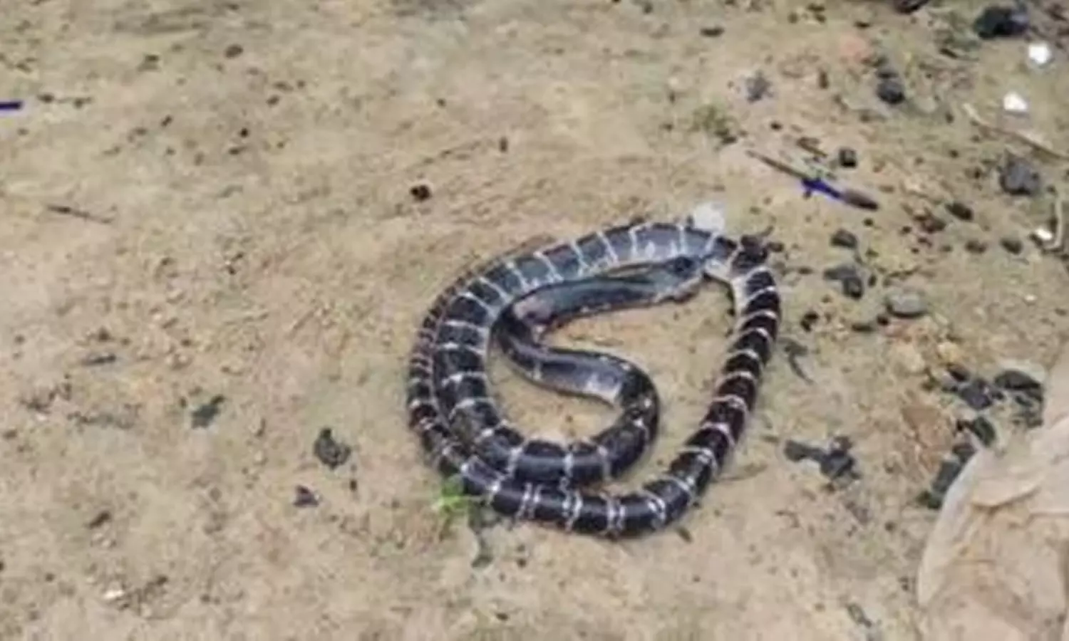 snake-bite