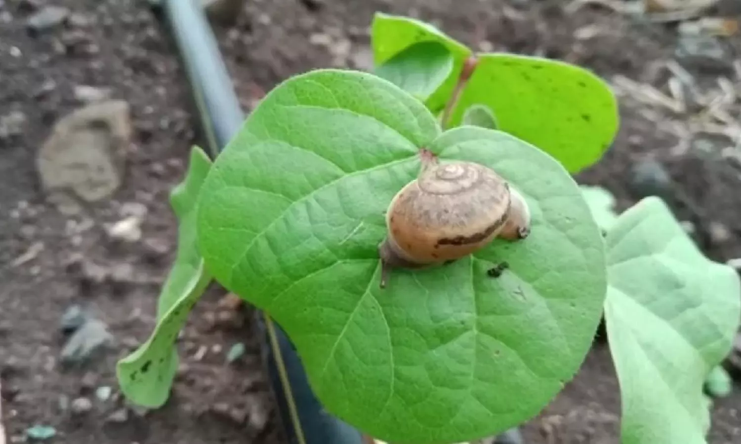snail attack