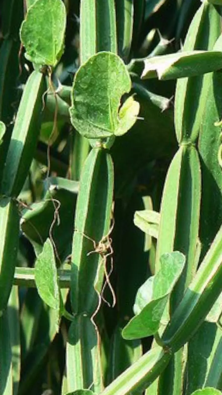 Nalleru Benefits : ఎముకలను ఉక్కులా మార్చే బ్రహ్మాస్త్రం.. ఈ మొక్క నయం కానీ రోగాలకు సంజీవని