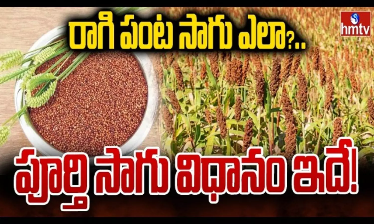 Ragi Cultivation Guide Ragi Cultivation Guide