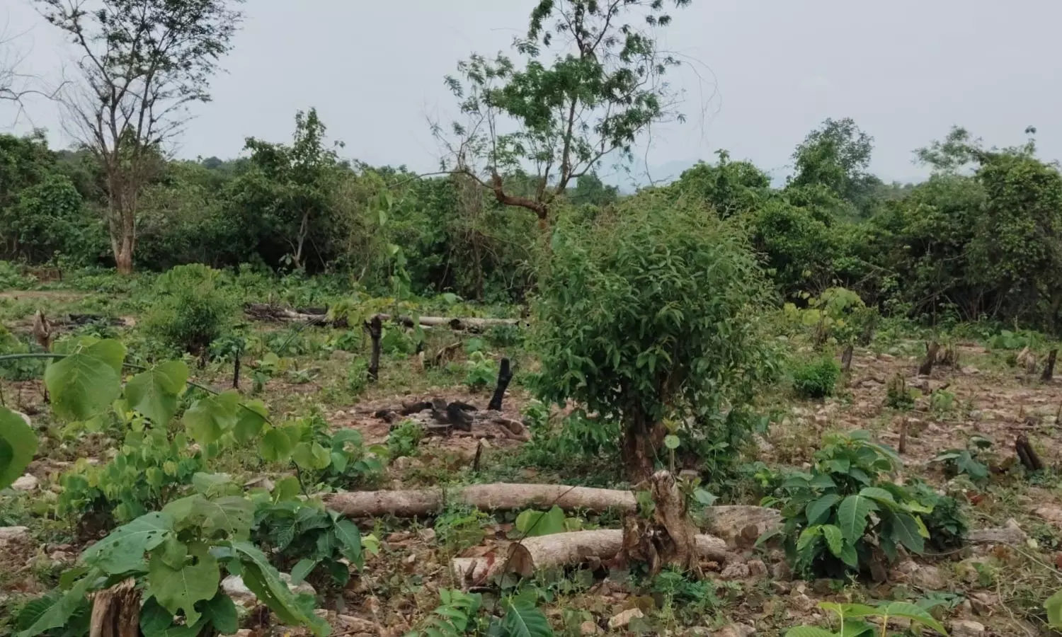 Velerupadu