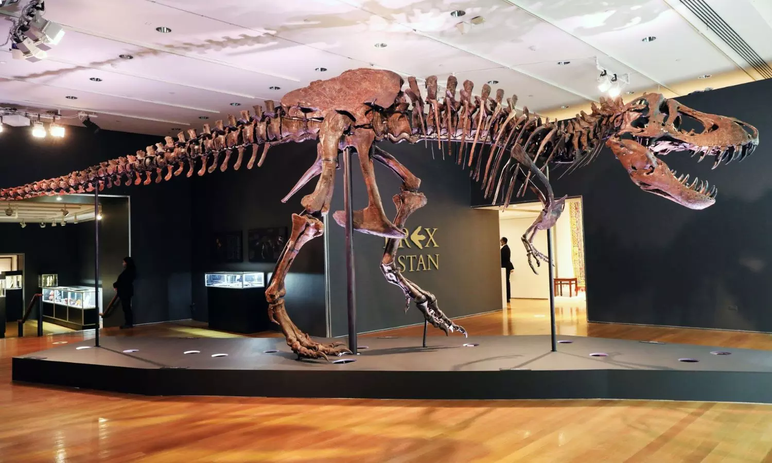 T-Rex Fossil Auction: ప్రపంచంలోనే ఖరీదైన డైనోసార్... రికార్డు స్థాయిలో వేలం T-Rex Fossil Auction: ప్రపంచంలోనే ఖరీదైన డైనోసార్... రికార్డు స్థాయిలో వేలం