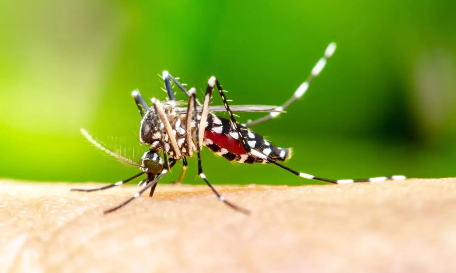 Effective Mosquito Control Tips