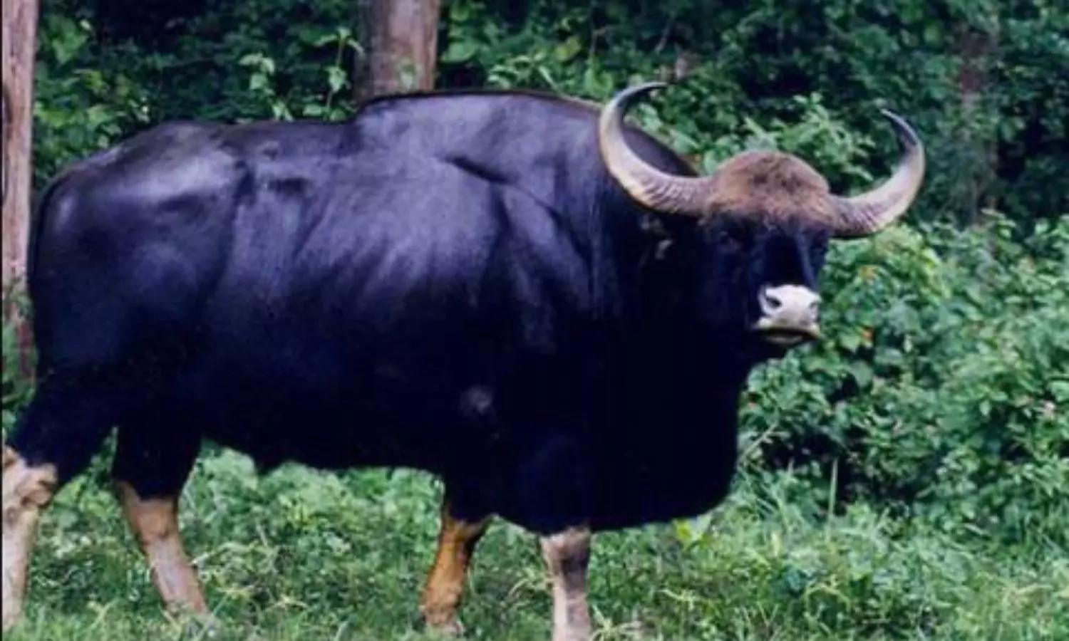 Marripadu