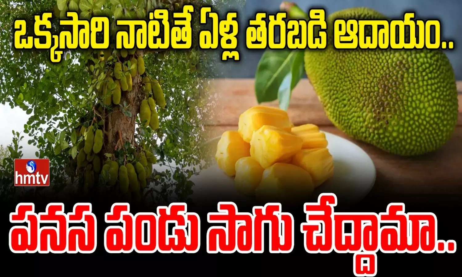 Jackfruit Farming Jackfruit Farming